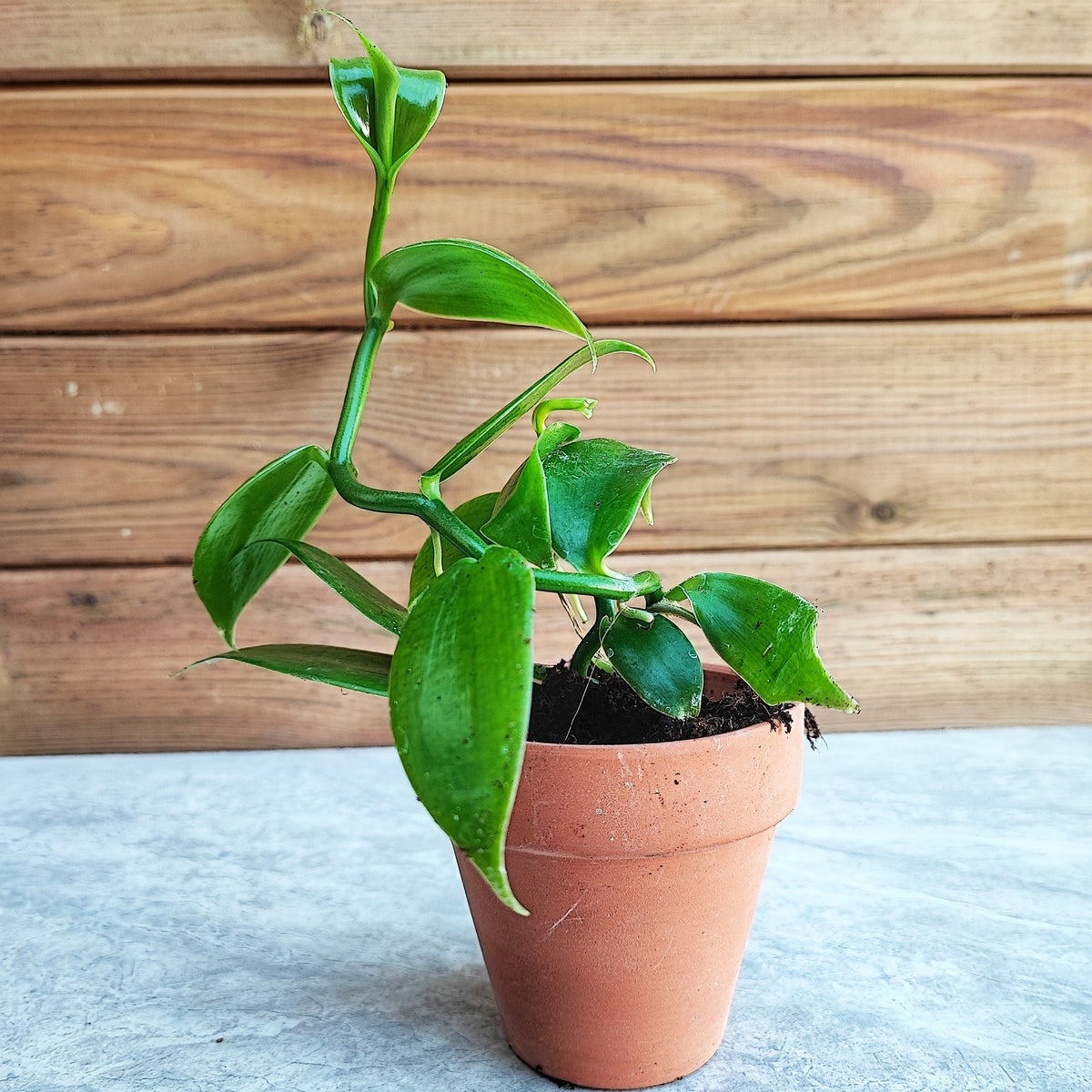 Orchidée Vanilla 'Planifolia' monjungle