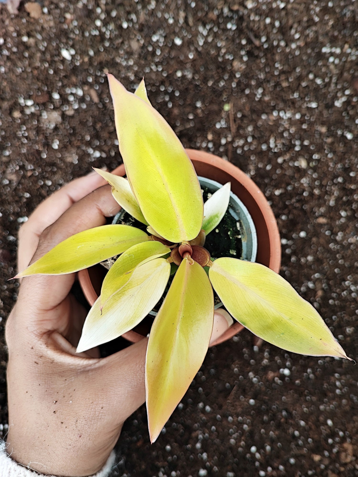 Philodendron Prince Of Orange (S) bouture enracinée en terre - monjungle