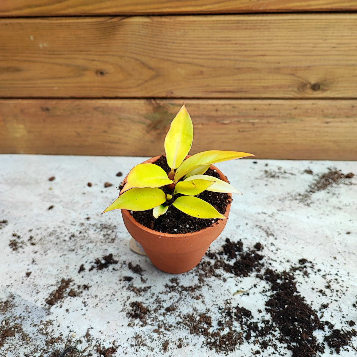 Philodendron Prince Of Orange monjungle