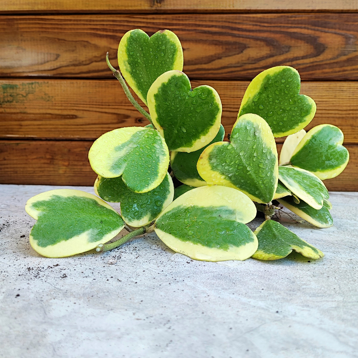 Hoya kerii variegated monjungle