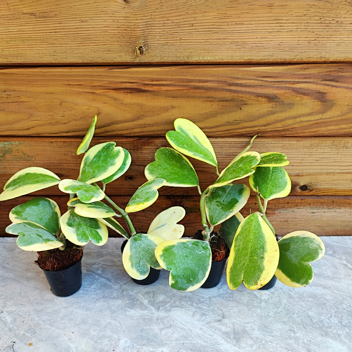Hoya kerii variegated monjungle