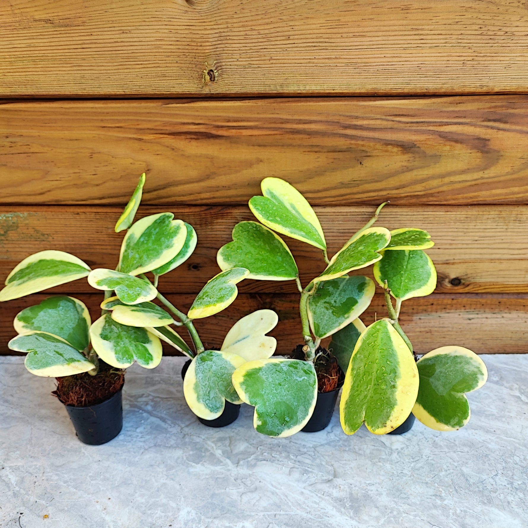 Hoya kerii variegated, hoya panachée enracinée avec plusieurs noeuds - monjungle