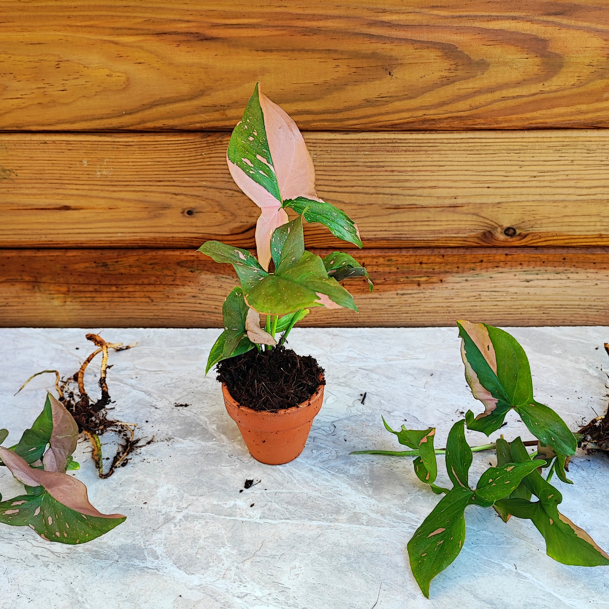 Syngonium pink splash -Magnifique plante rose bien enracinée en etrre monjungle