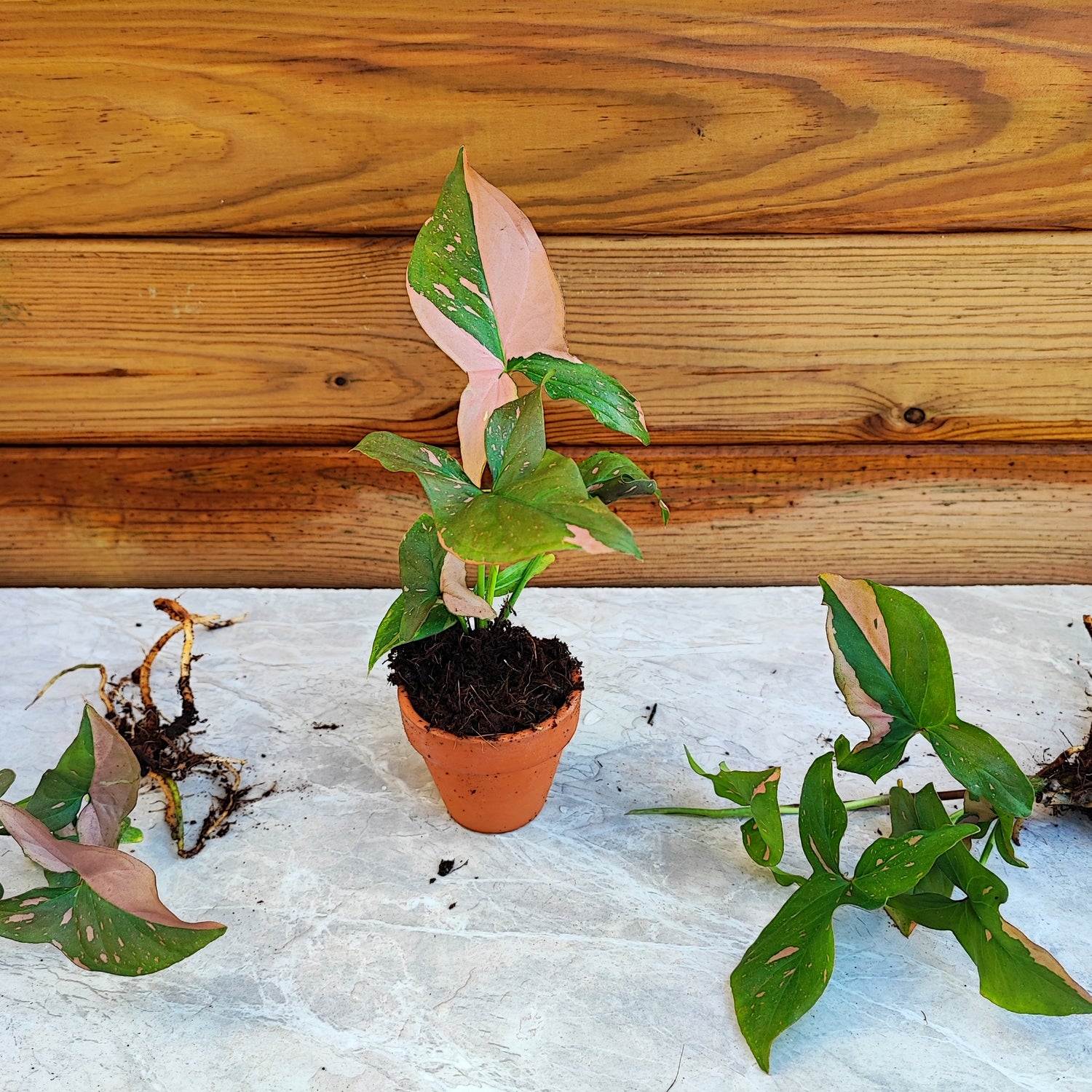 Syngonium pink splash -Magnifique plante rose bien enracinée en etrre - monjungle