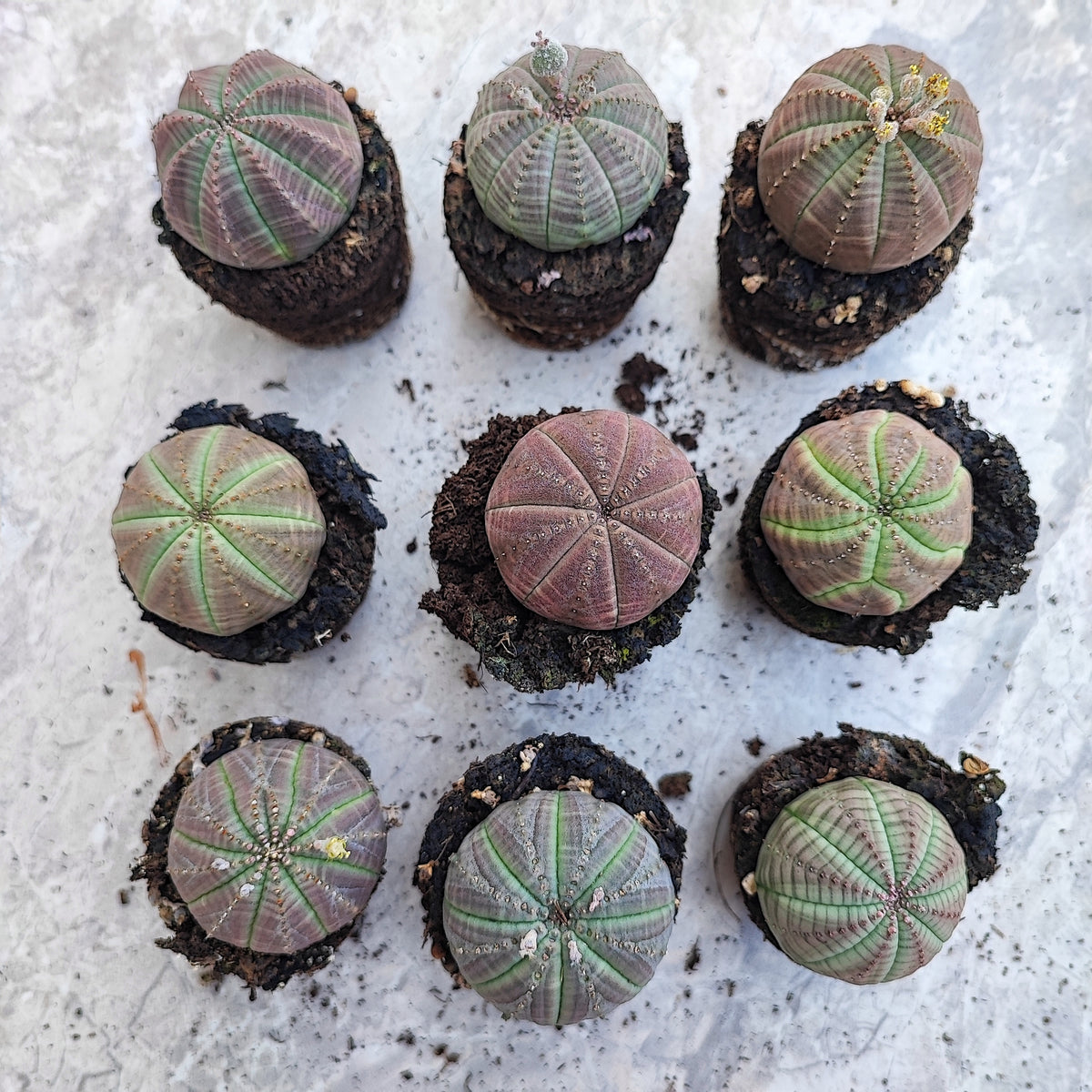 Euphorbia Obesa Purple Head monjungle