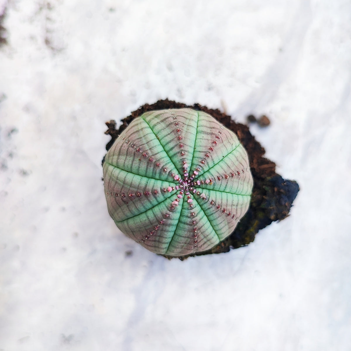 Euphorbia Obesa Purple Head monjungle