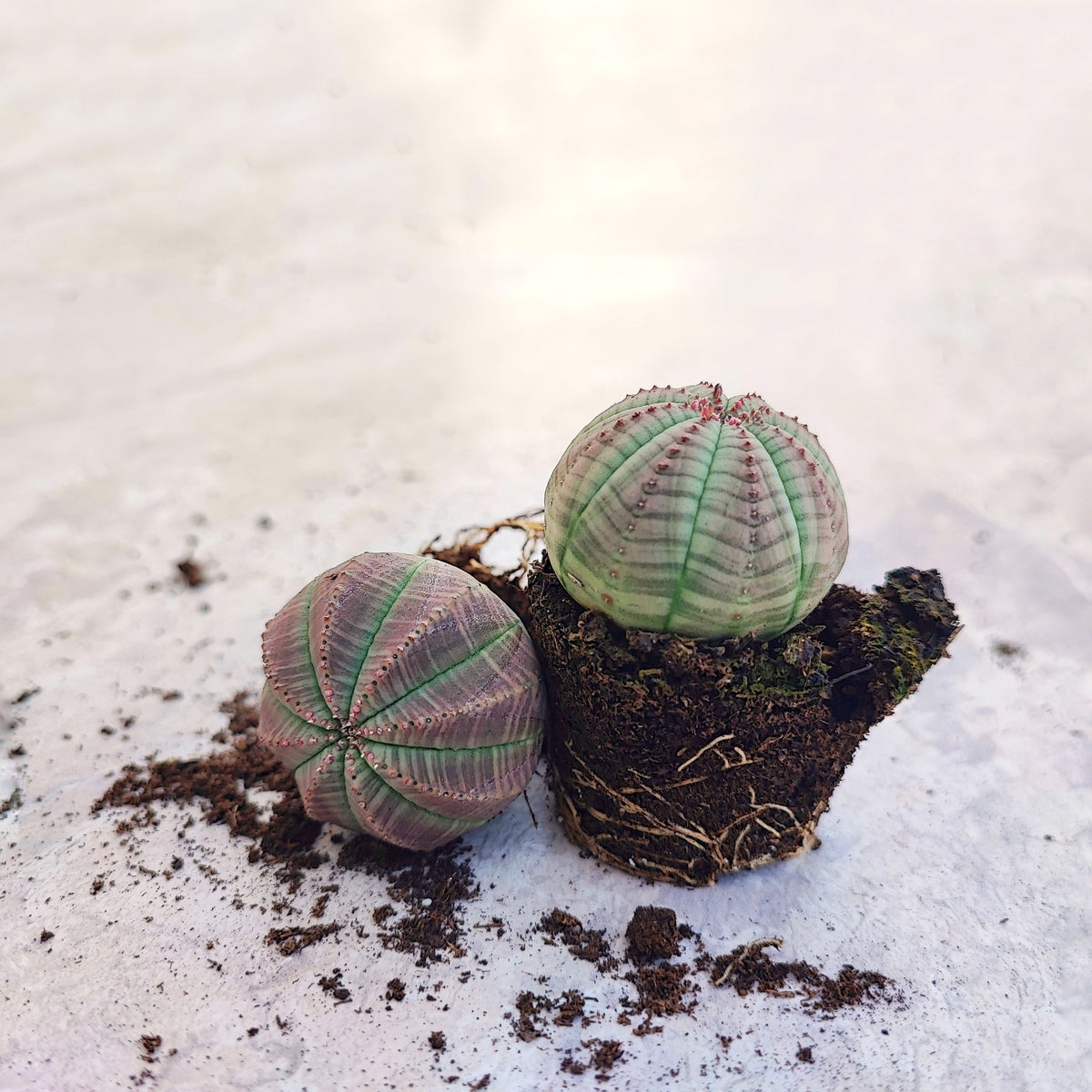 Euphorbia Obesa Purple Head monjungle