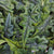 Alocasia TANDURUSA monjungle