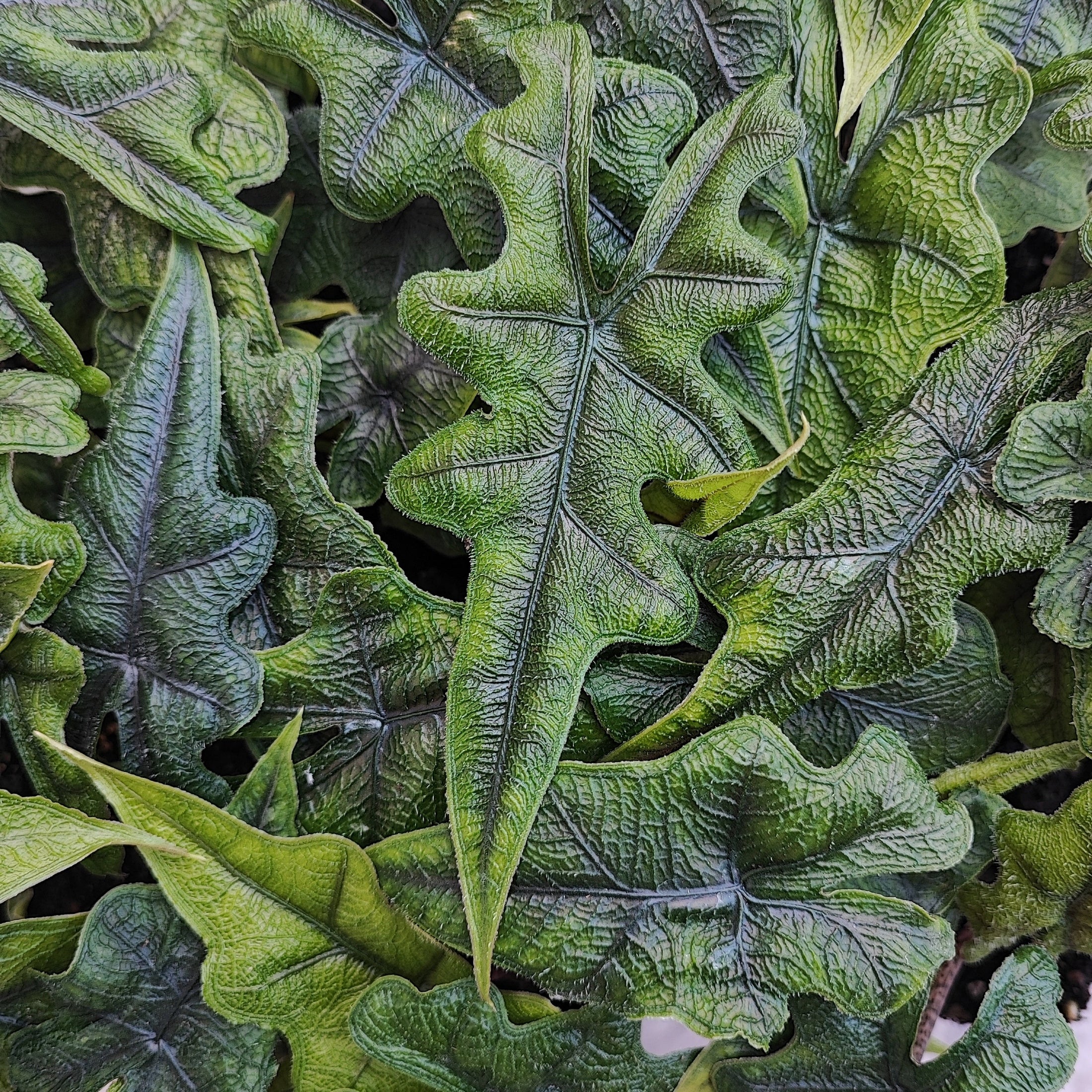 Alocasia TANDURUSA monjungle