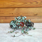 Ceropegia woodii Silver Glory -Climbing houseplant- succulent plant - monjungle
