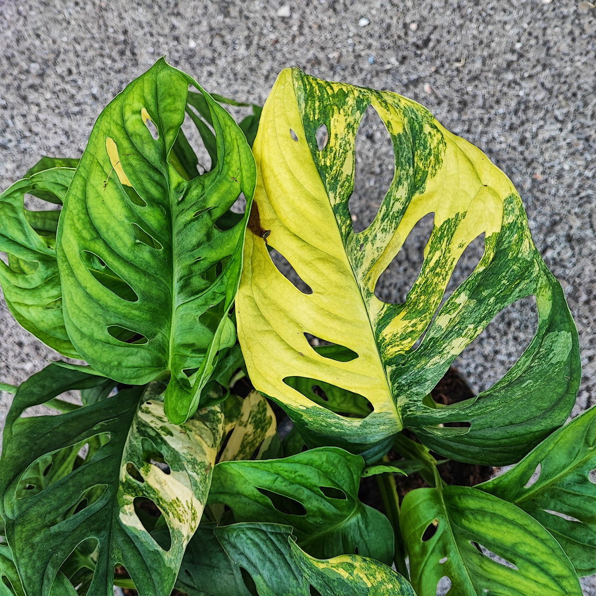 Monstera Adansonii Aurea monjungle