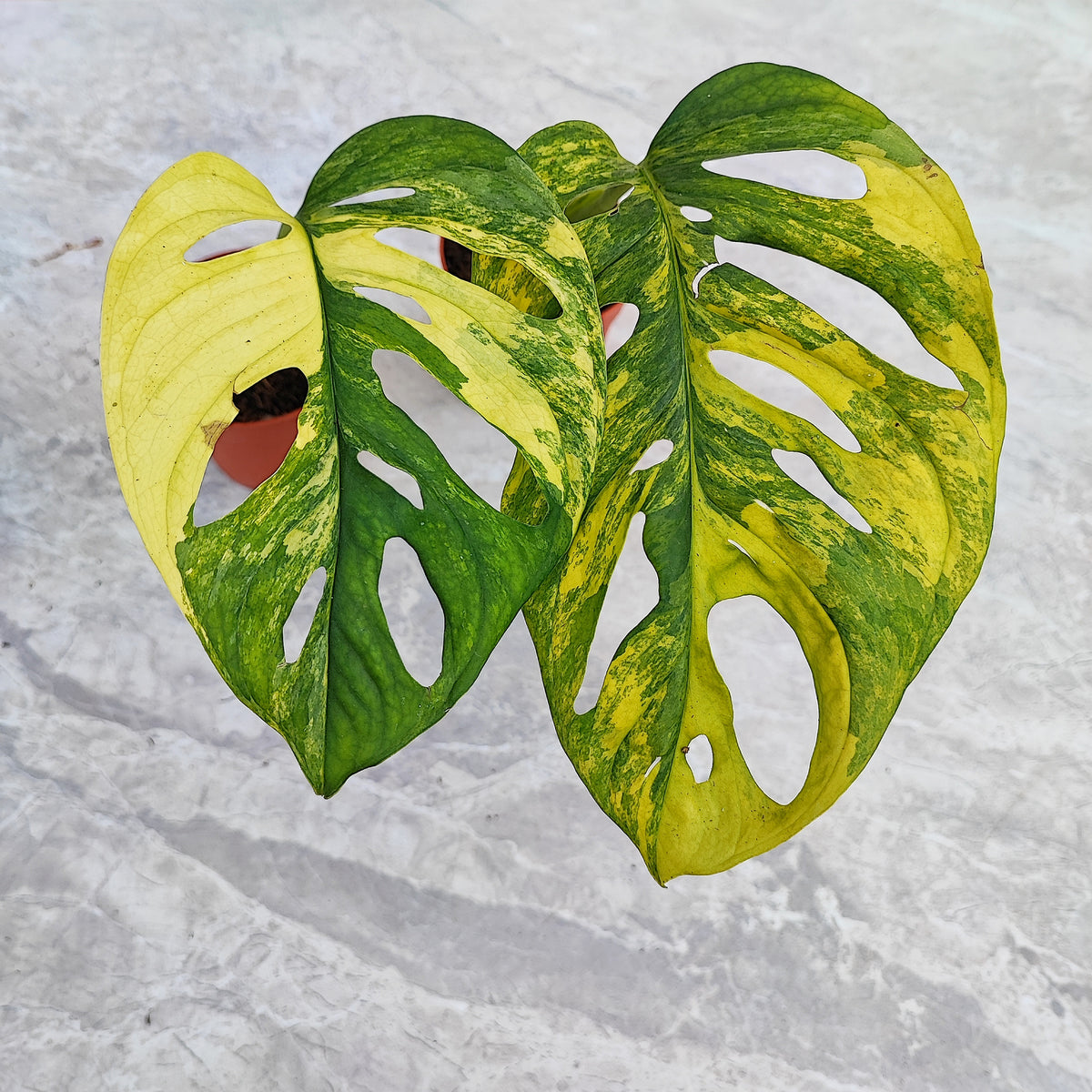 Monstera Adansonii Aurea monjungle