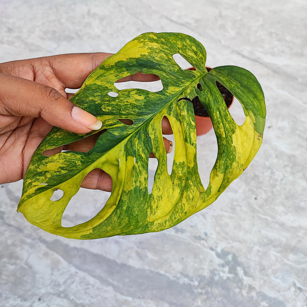 Monstera Adansonii Aurea, bouture d'une feuille panachée, décoration végétale rare - monjungle