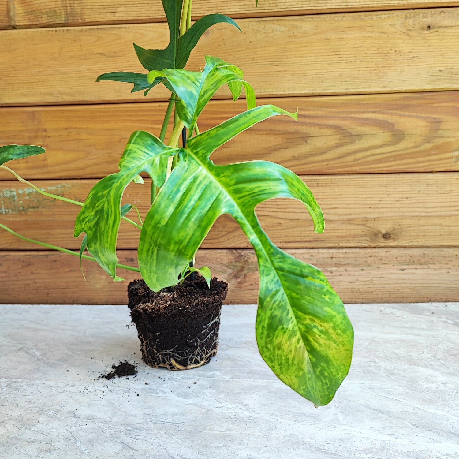 Philodendron Glad Hands Beauty bouture (taille L) - monjungle