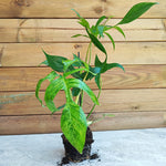philodendron glad hand Philodendron Glad Hands Beauty
