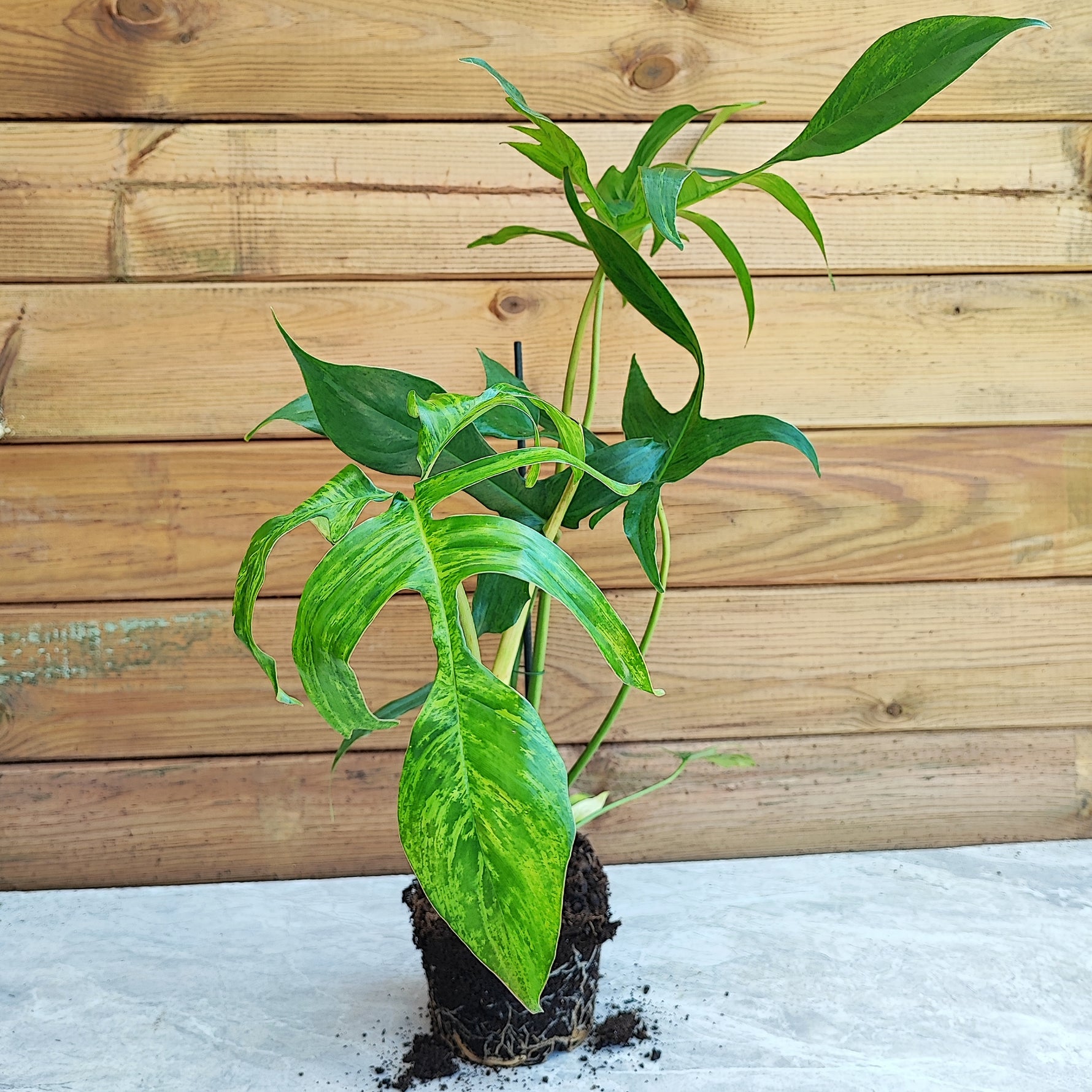 philodendron gladhands Philodendron Glad Hands Beauty