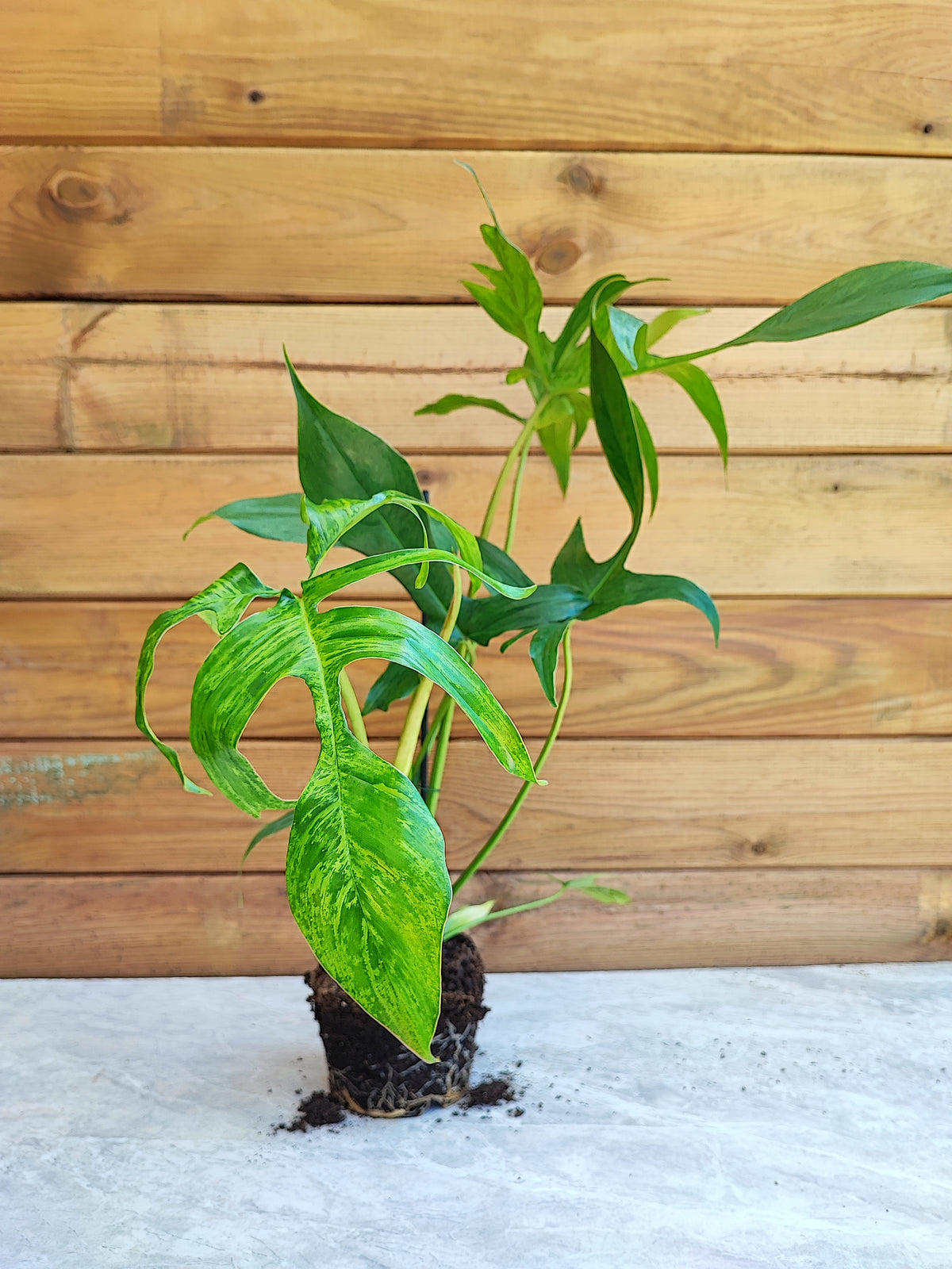 Philodendron Glad Hands Beauty monjungle