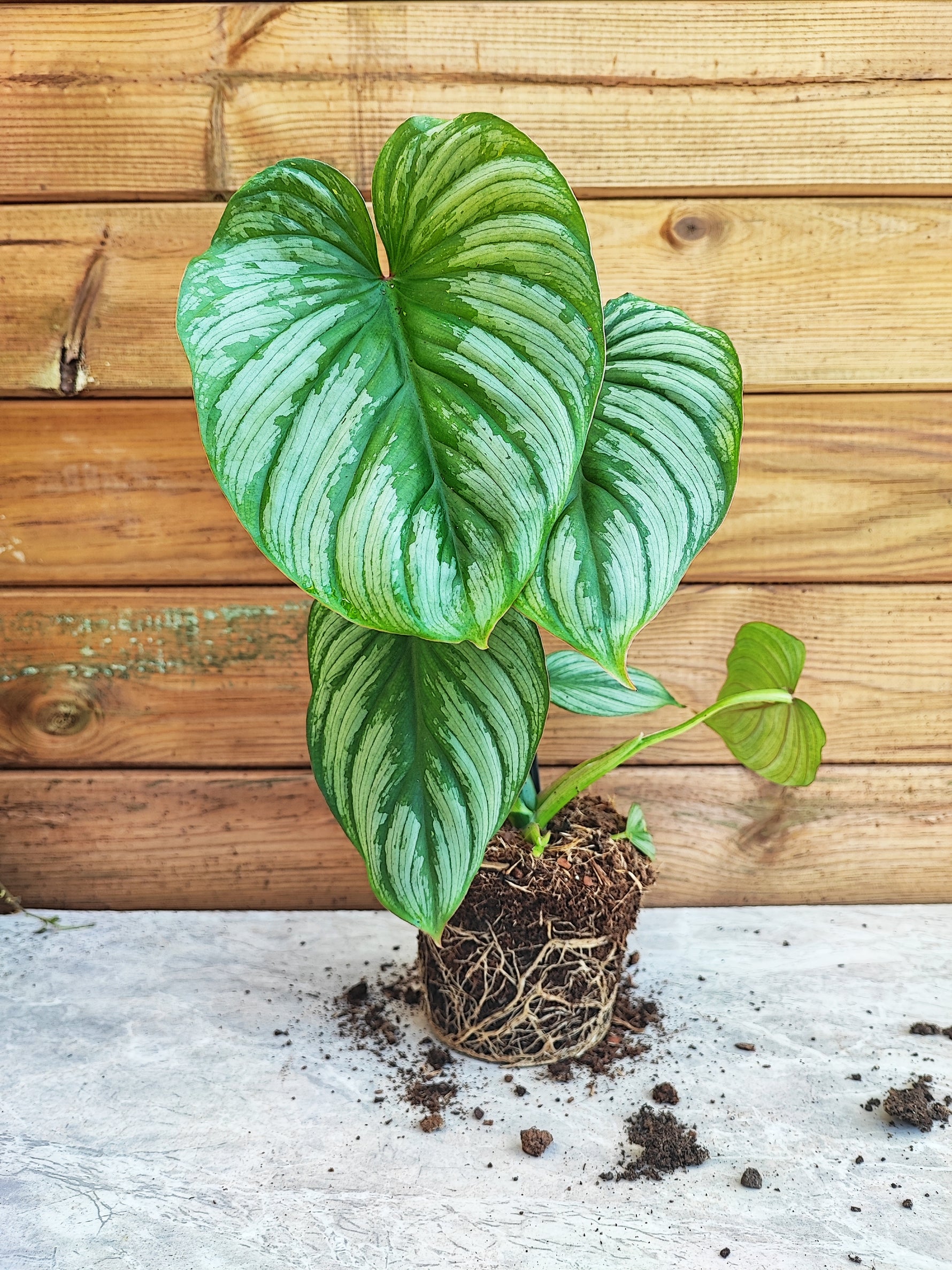 philodendron mamei climbing Philodendron Mamei