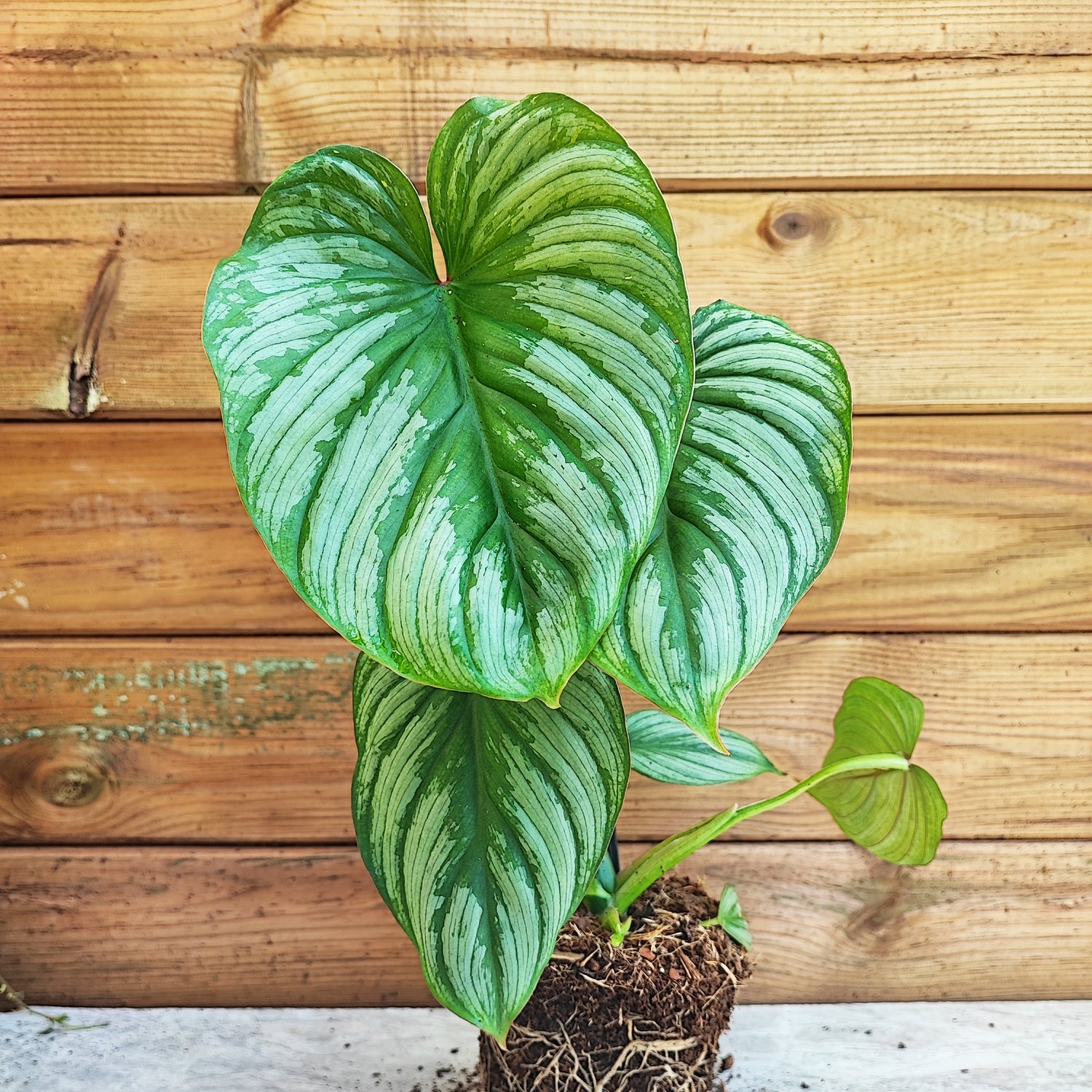 Philodendron Mamei (pas un philodendron Sodiroi) Silver (L), Plante grimpante aux feuilles très argentées - monjungle