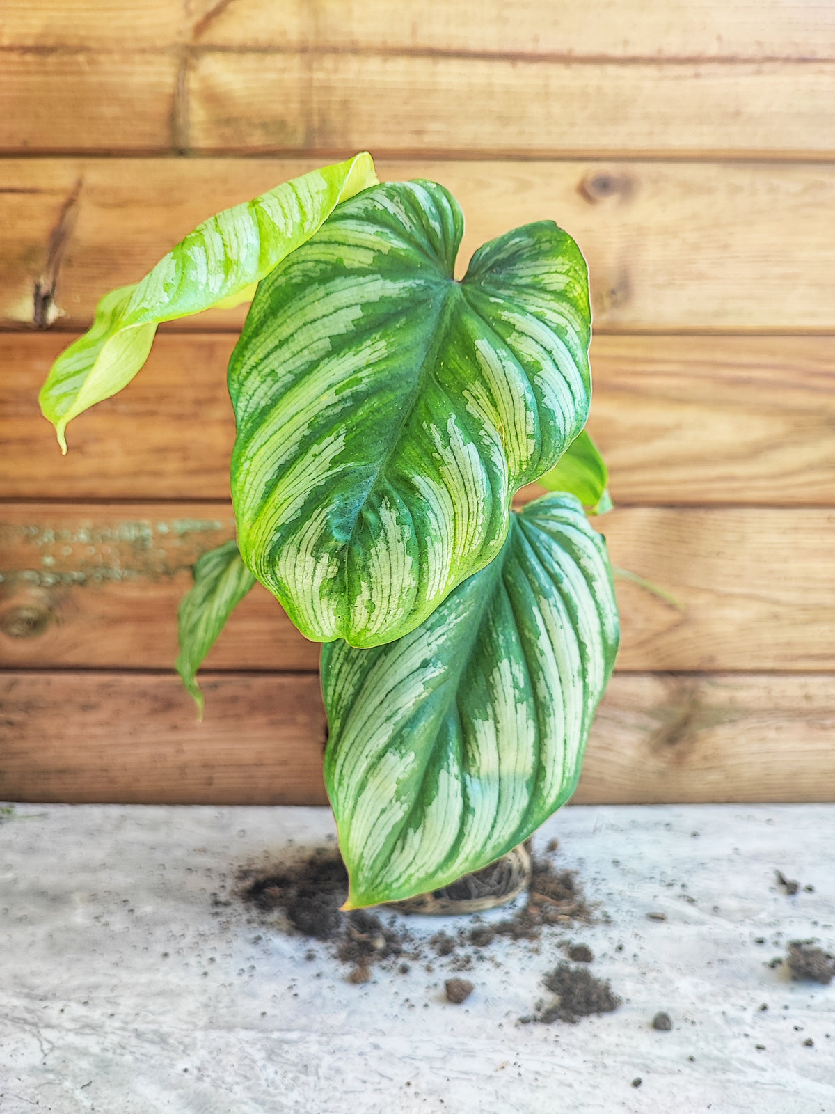 Philodendron Mamei monjungle