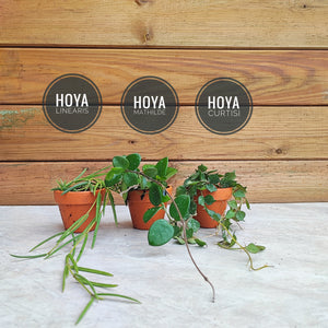 HOYA lot de 3 | Hoya Mathilde | Hoya Curtisii | Hoya linearis | Set de trois rare hoyas - monjungle