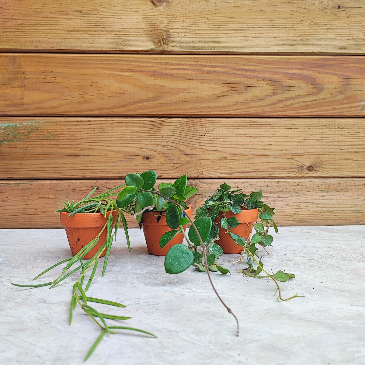 HOYA lot de 3 | Hoya Mathilde | Hoya Curtisii | Hoya linearis | Set de trois rare hoyas monjungle