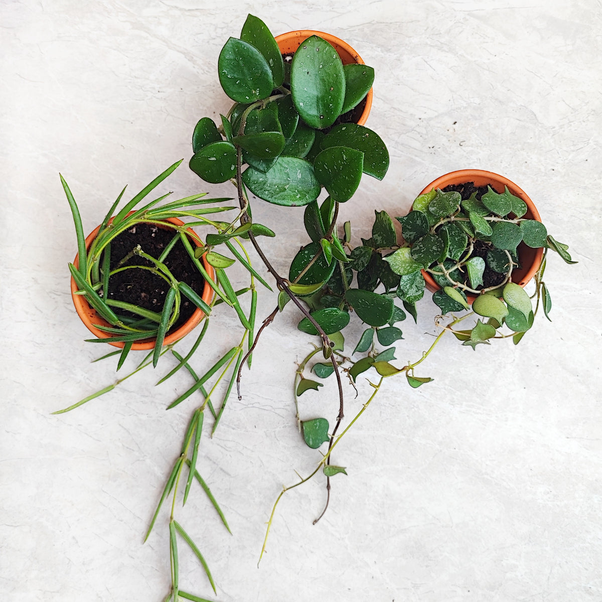 HOYA lot de 3 | Hoya Mathilde | Hoya Curtisii | Hoya linearis | Set de trois rare hoyas monjungle