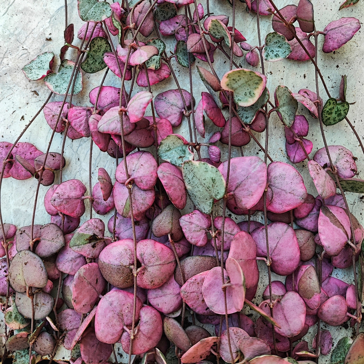 Ceropegia woodii PINK monjungle