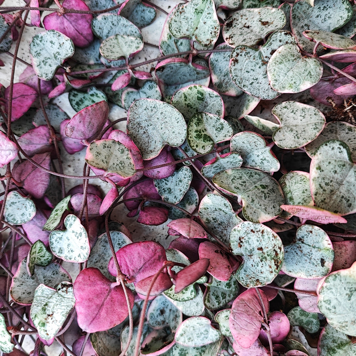 Ceropegia woodii PINK monjungle