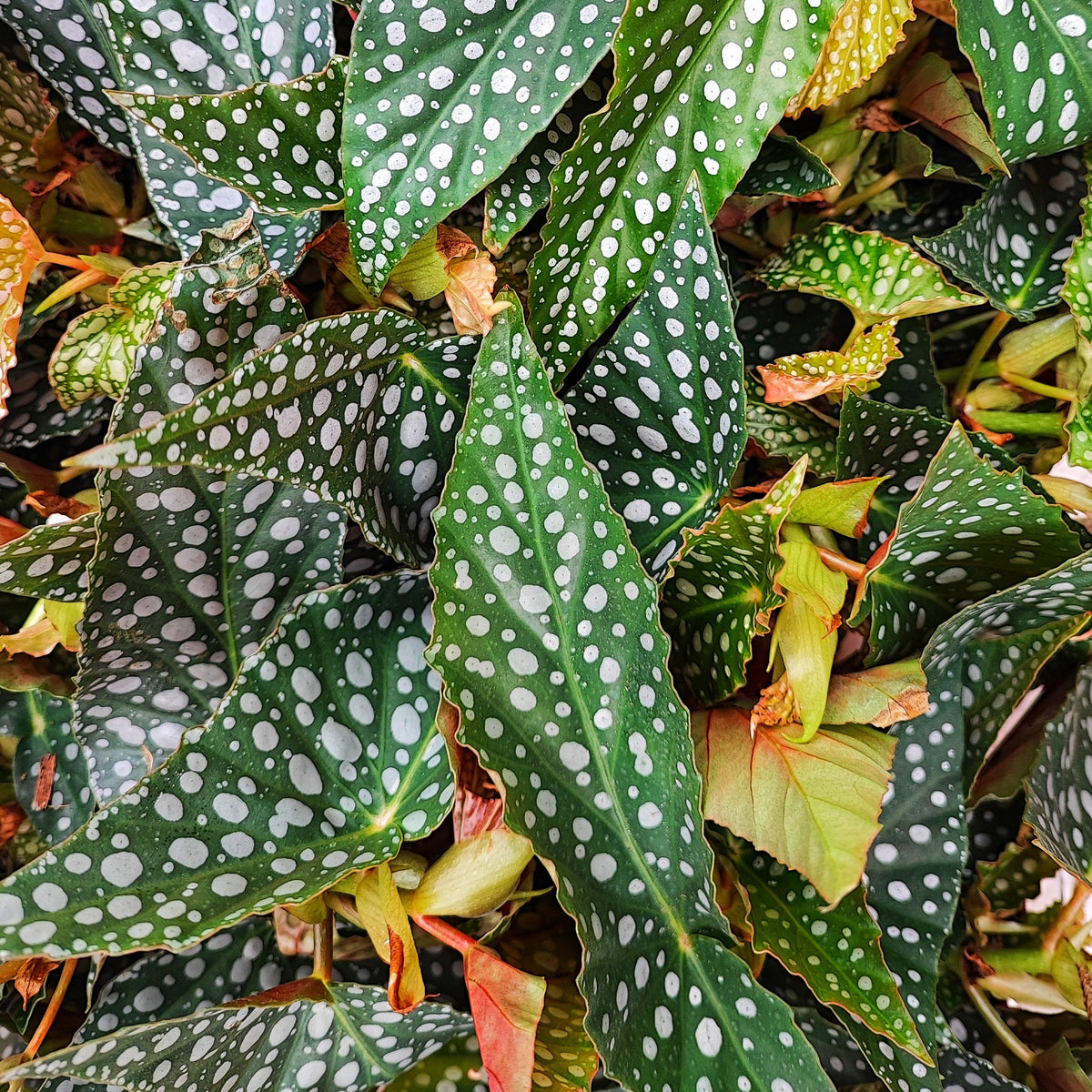 Begonia Maculata Double DOT monjungle