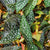 Begonia Maculata Double DOT monjungle