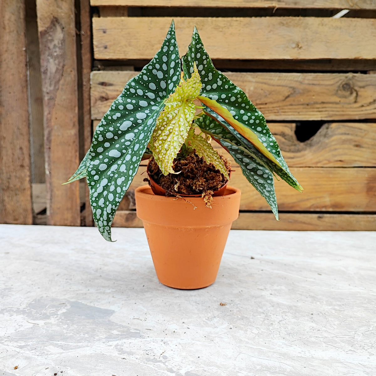 Begonia Maculata Double DOT monjungle