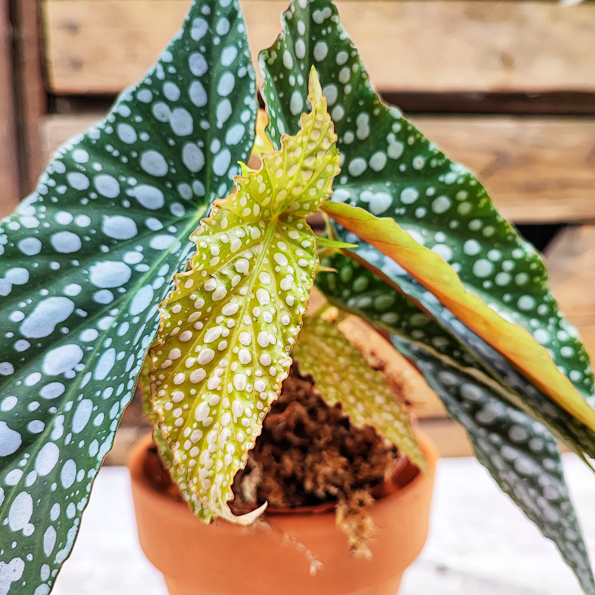 Begonia Maculata Double DOT monjungle