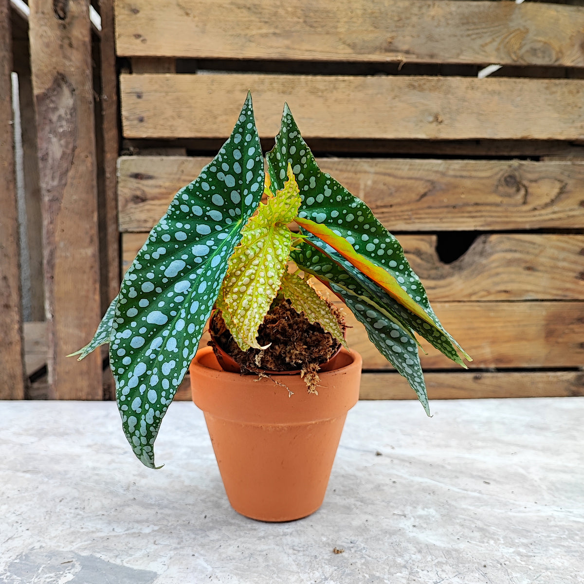 Begonia Maculata Double DOT monjungle