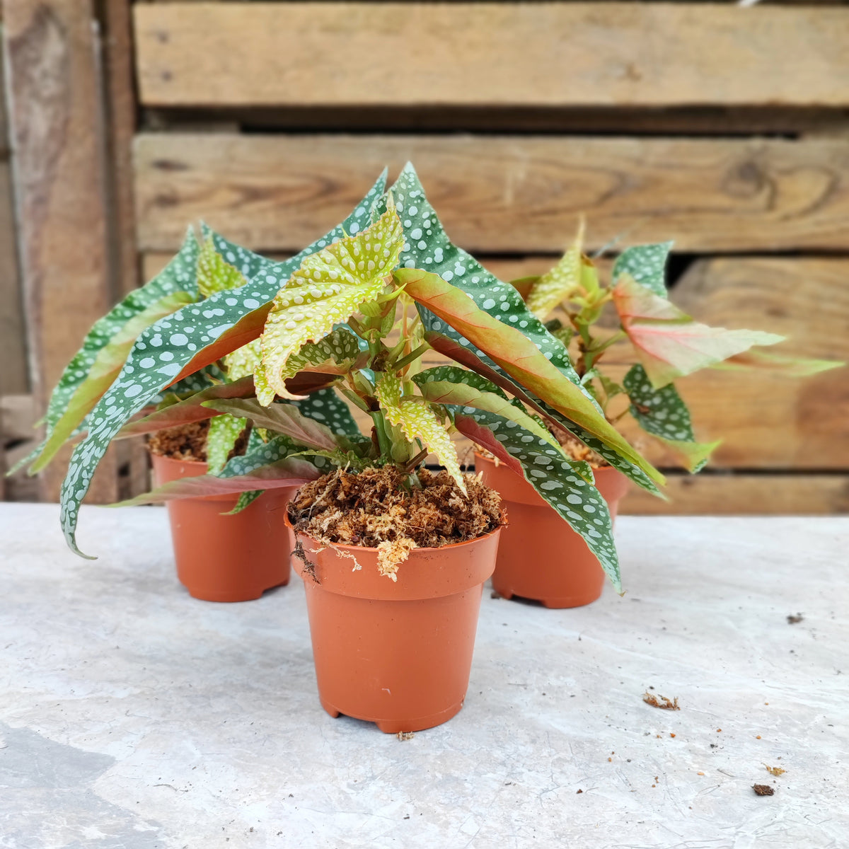 Begonia Maculata Double DOT monjungle