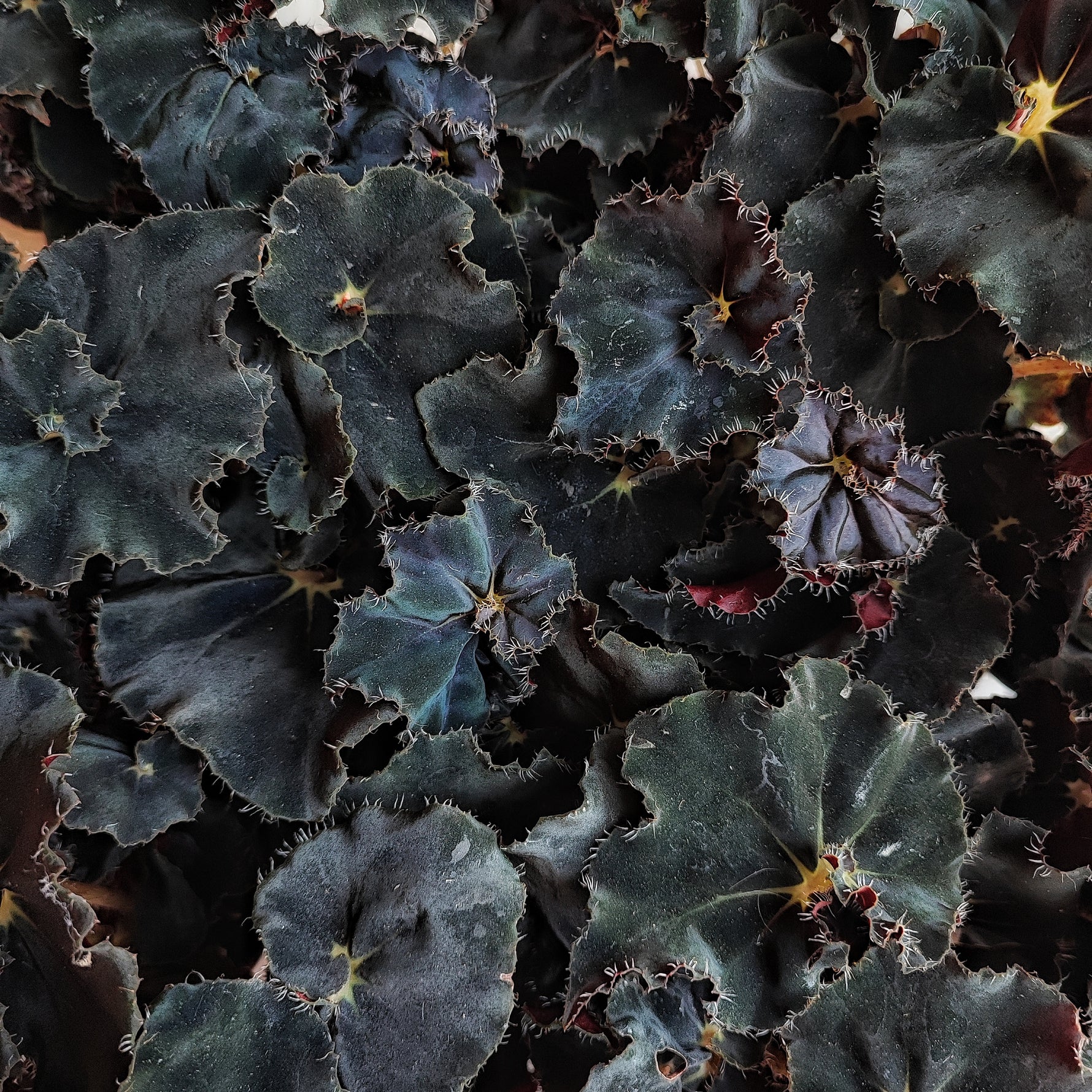Begonia Dark Mambo - Magnifique boutures noires - monjungle
