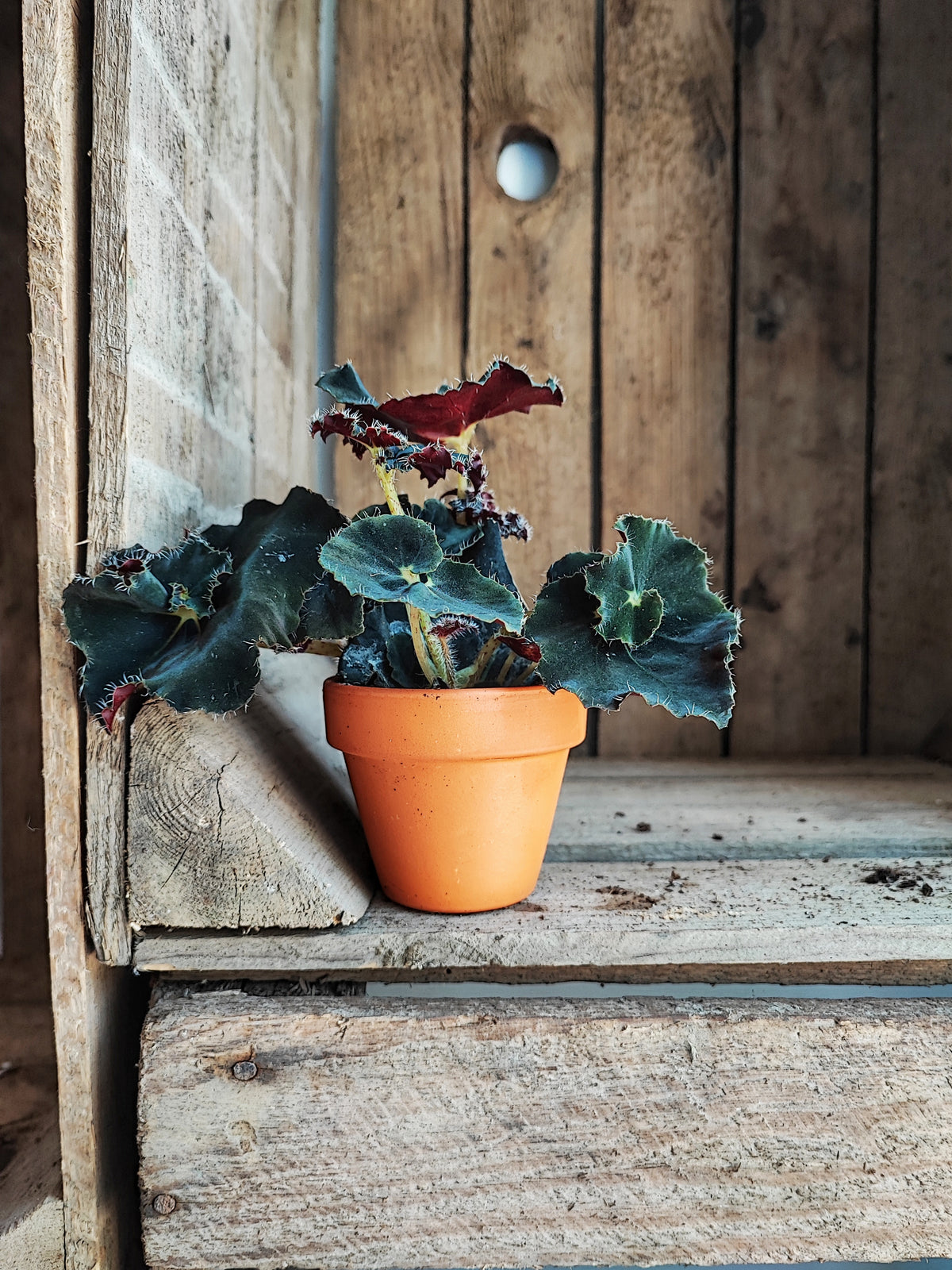 Begonia Dark Mambo - Magnifique boutures noires monjungle