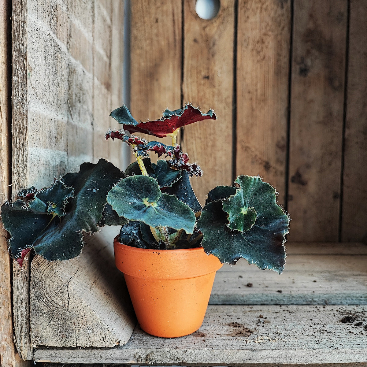 Begonia Dark Mambo - Magnifique boutures noires monjungle