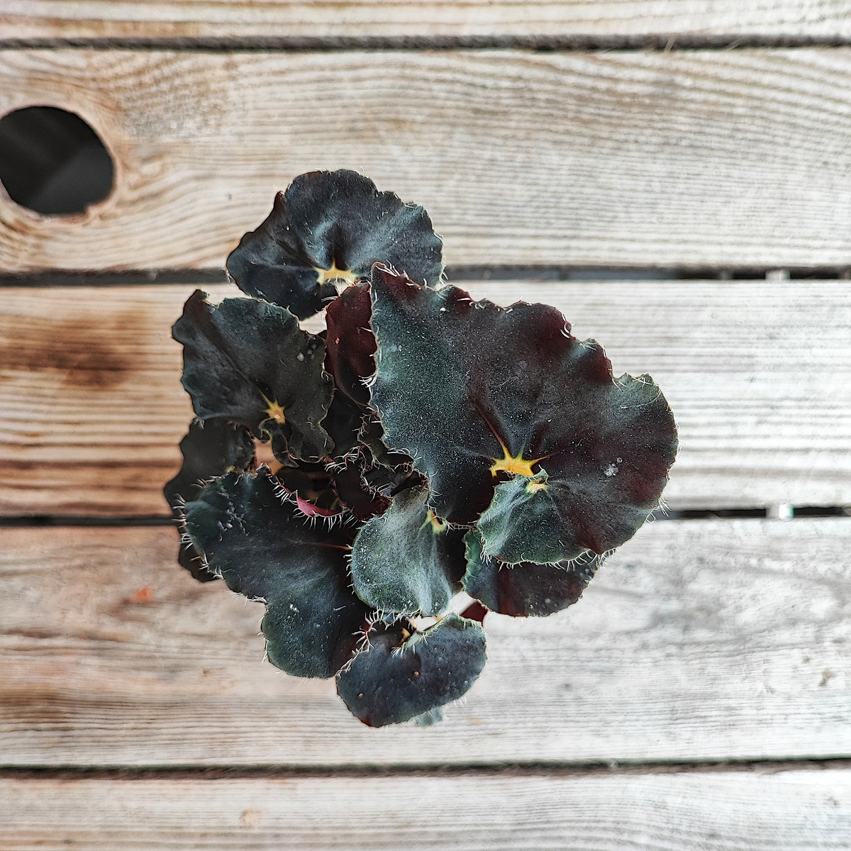Begonia Dark Mambo - Magnifique boutures noires monjungle