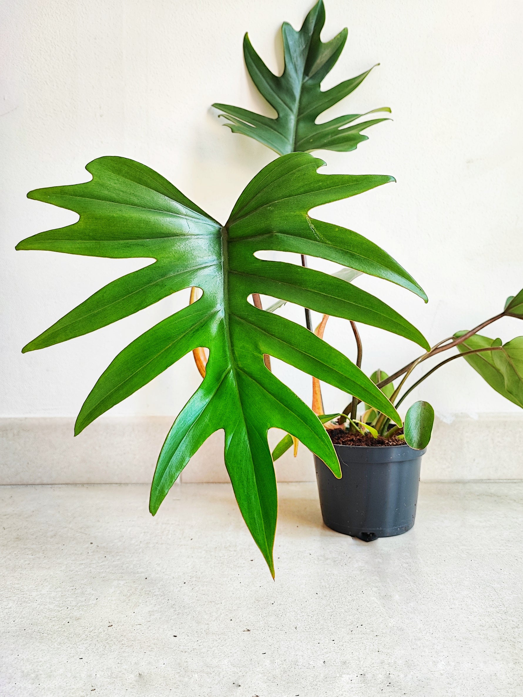 philodendron mayoi cutting Philodendron mayoi with palmate leaves – Monjungle