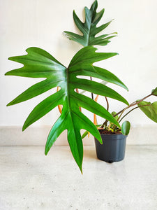 Philodendron Mayoi (L), bouture de plante tropicale idéal pour la maison - monjungle