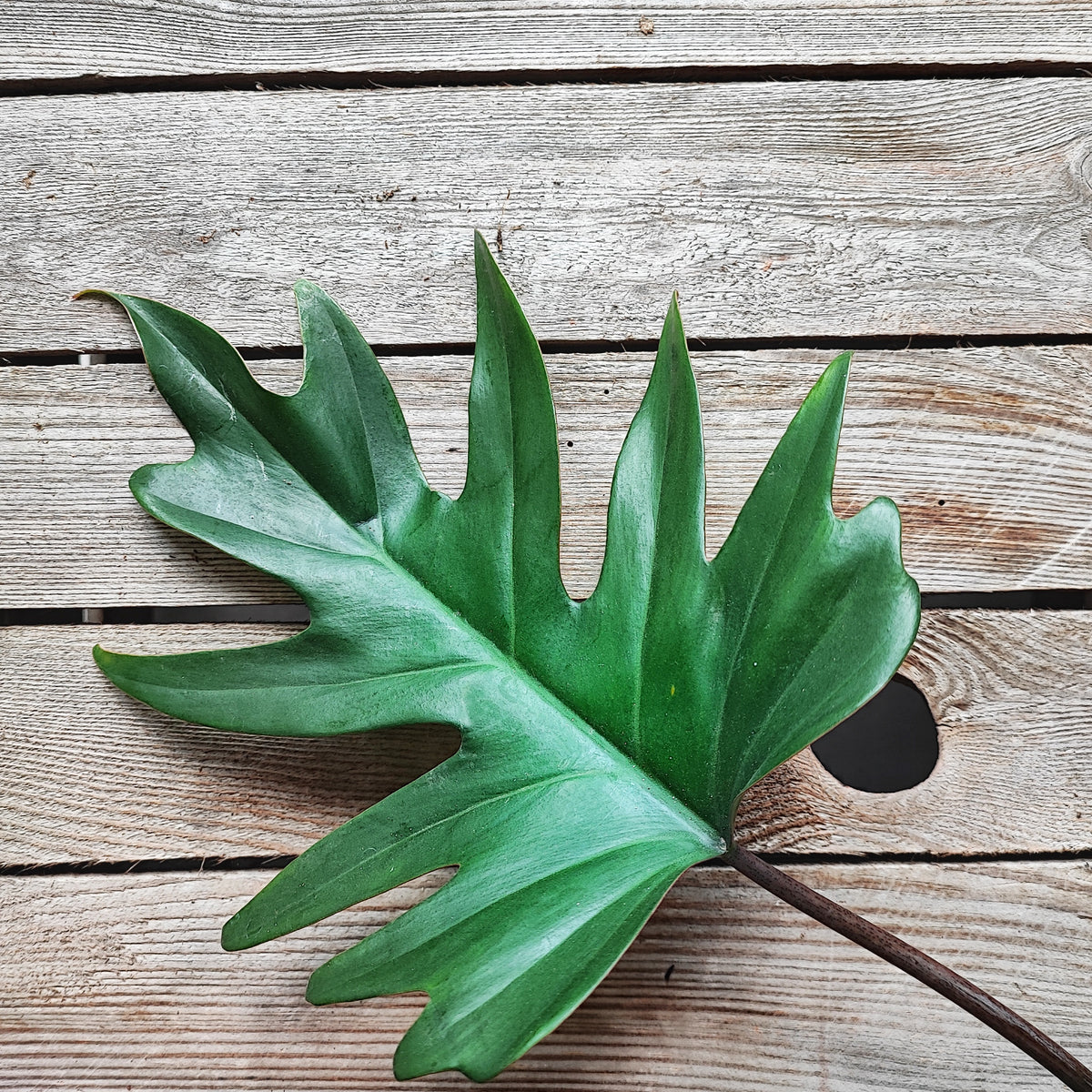 Philodendron Mayoi monjungle