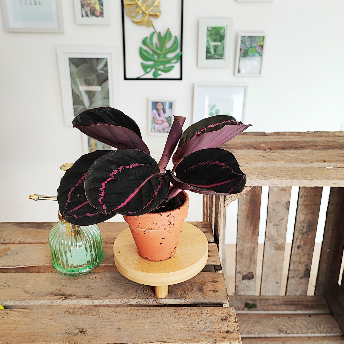 Calathea Dottie monjungle