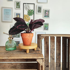 Bouture de Calathea Dottie (pas un calathea rosey) plante d'intérieur avec feuilles noires, Plante ornamentale et vivante pour maison (S) - monjungle
