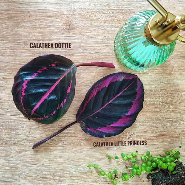 Bouture de Calathea Dottie (pas un calathea rosey) plante d'intérieur avec feuilles noires, Plante ornamentale et vivante pour maison (S) - monjungle
