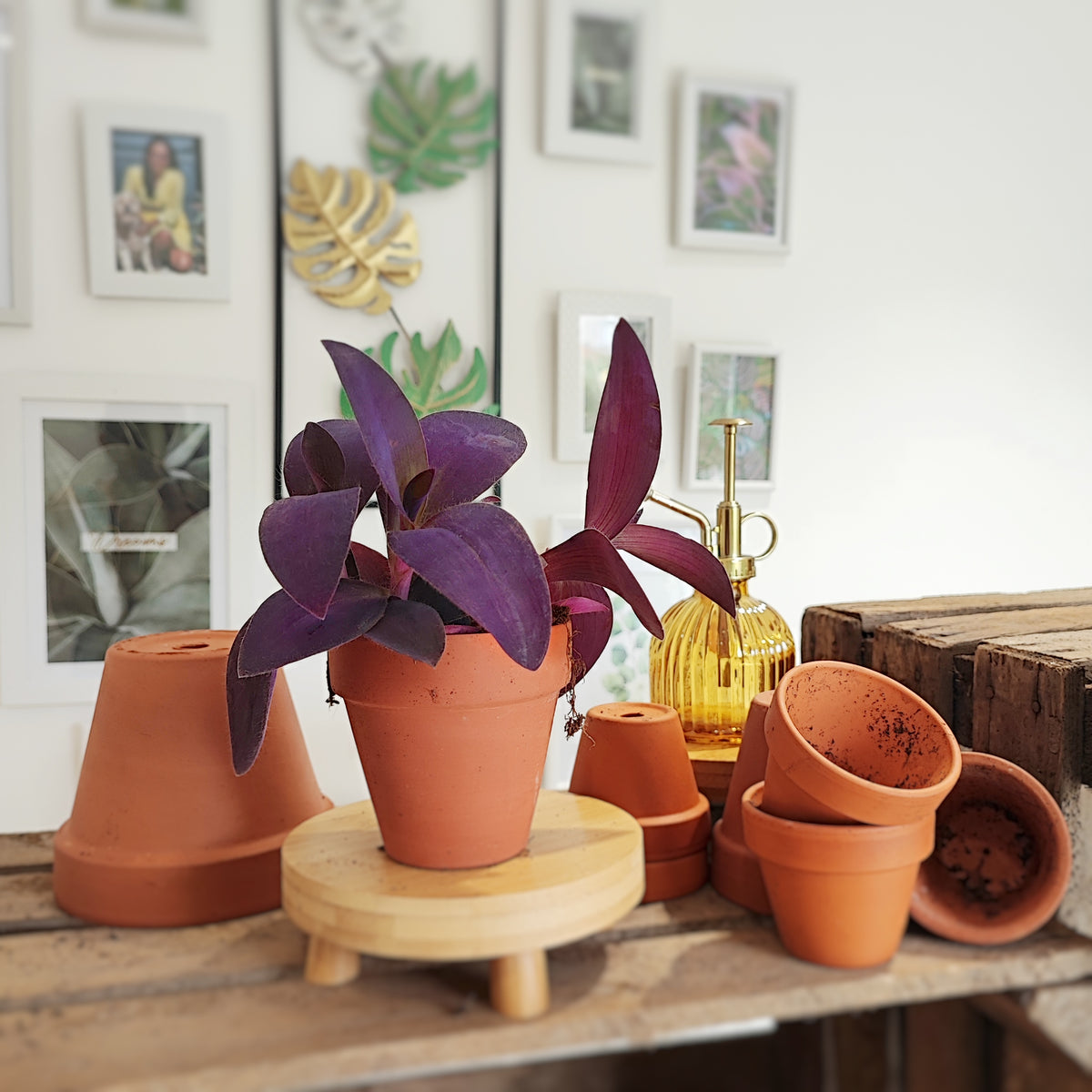 Tradescantia Purple Heart boutures- Plantes d'intérieur pourpre pour la maison, décoration végétale plante misère monjungle