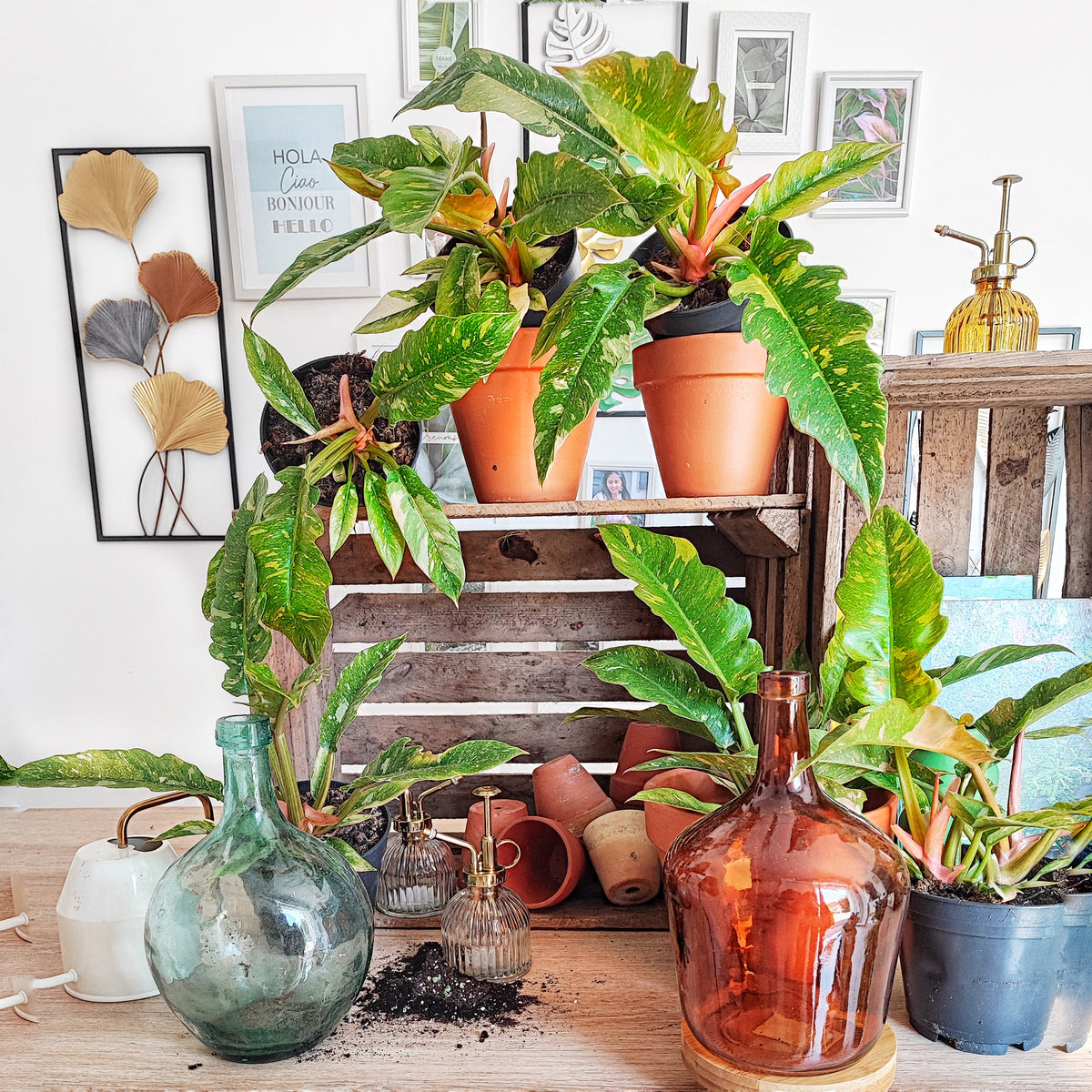 Philodendron RING OF FIRE monjungle