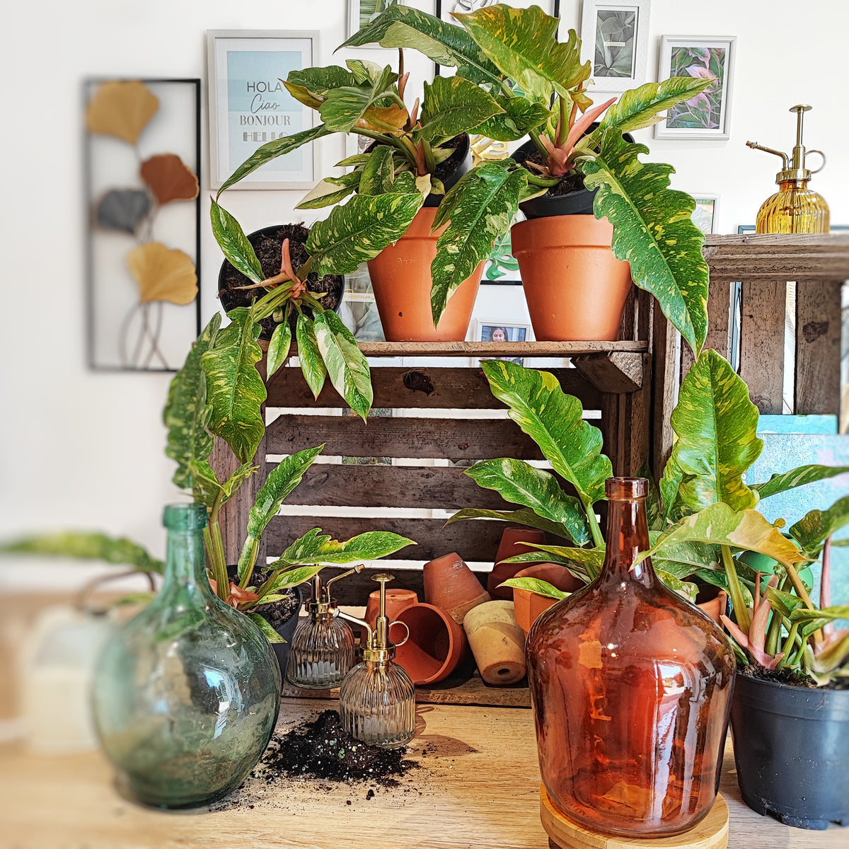 Philodendron RING OF FIRE S monjungle