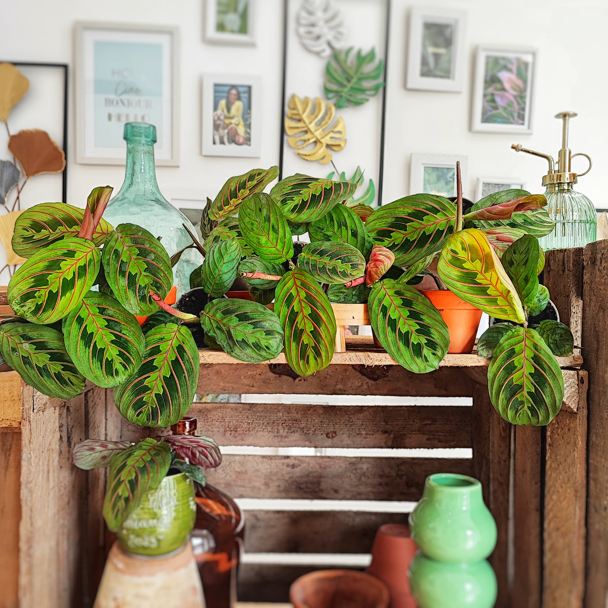 Maranta leuconeura RED STRIPE monjungle