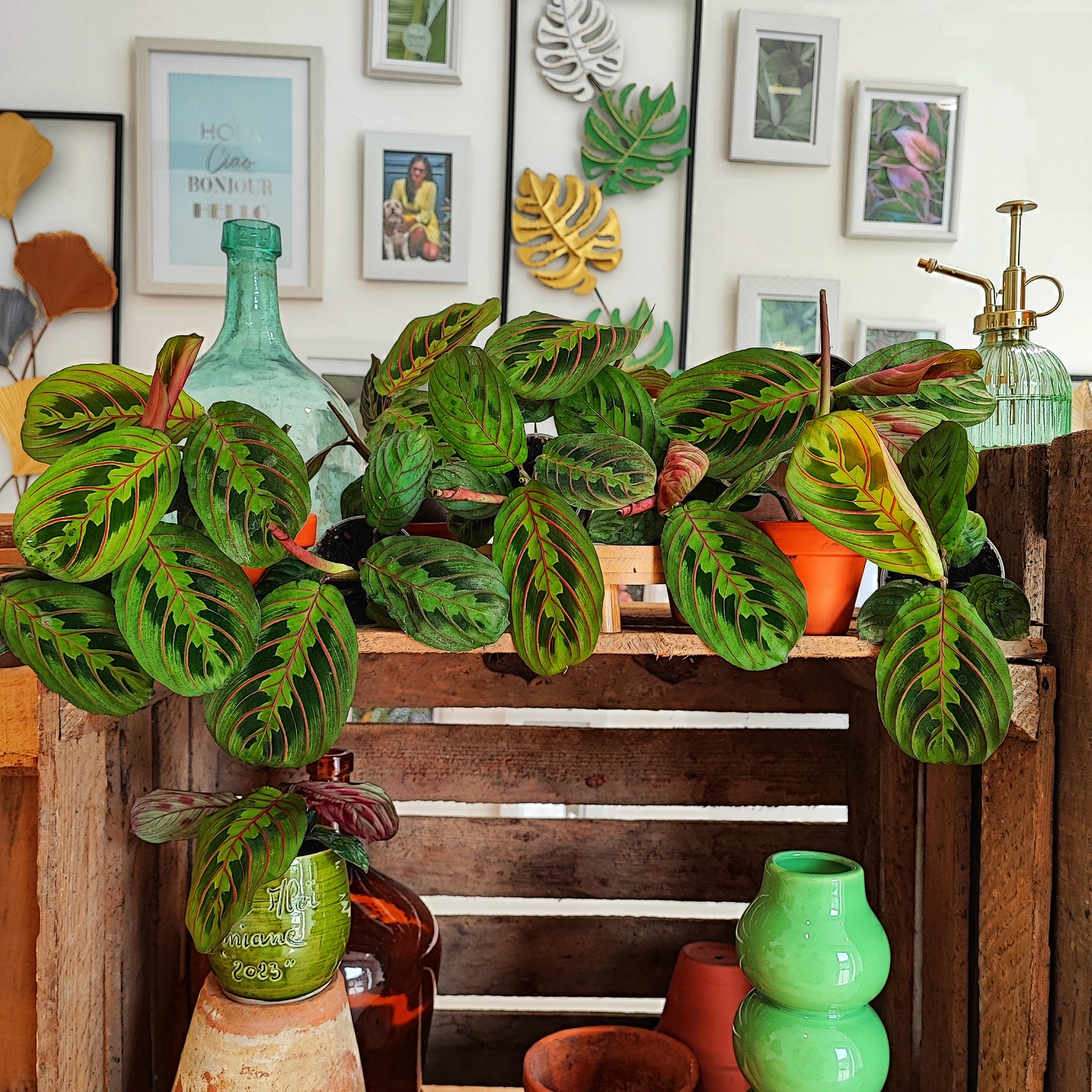 red stripe prayer plant Maranta Red Stripe – Bright red veins – Monjungle